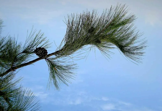 马尾松、马铃薯、马齿苋……盘点植物世界里的“马氏家族”