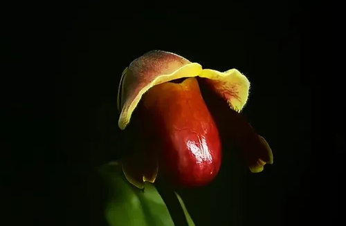 “宝华月季”之后，“炸糊的花生米戴黄帽”又火了！网友：起名这块没输过