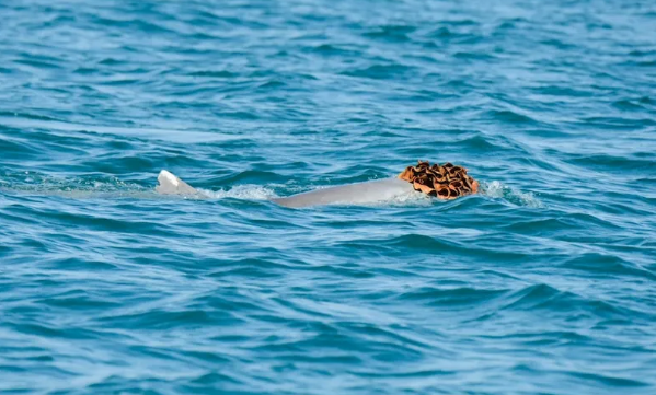 糟糕，海绵宝宝被海豚绑架了