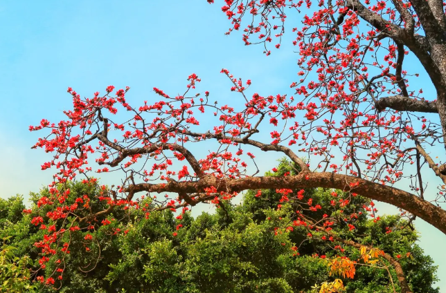 到了广东人被木棉花“砸头”的季节！那感觉“嗡嗡”的……