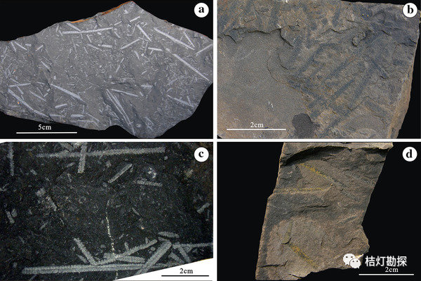 中国南方奥陶系笔石页岩(图源@文献[4])奥陶纪结束后,便迎来了志留纪