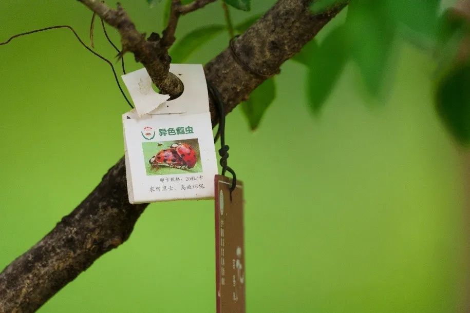 自然科普：树上为甚么要挂“蚕茧”？里边有捍卫绿色的“虫虫特务”