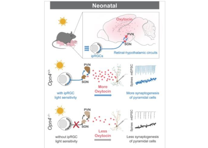 中国科大揭示光感知促进脑发育的神经机制