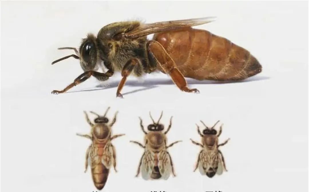 蜂王与雄蜂的区别图片图片