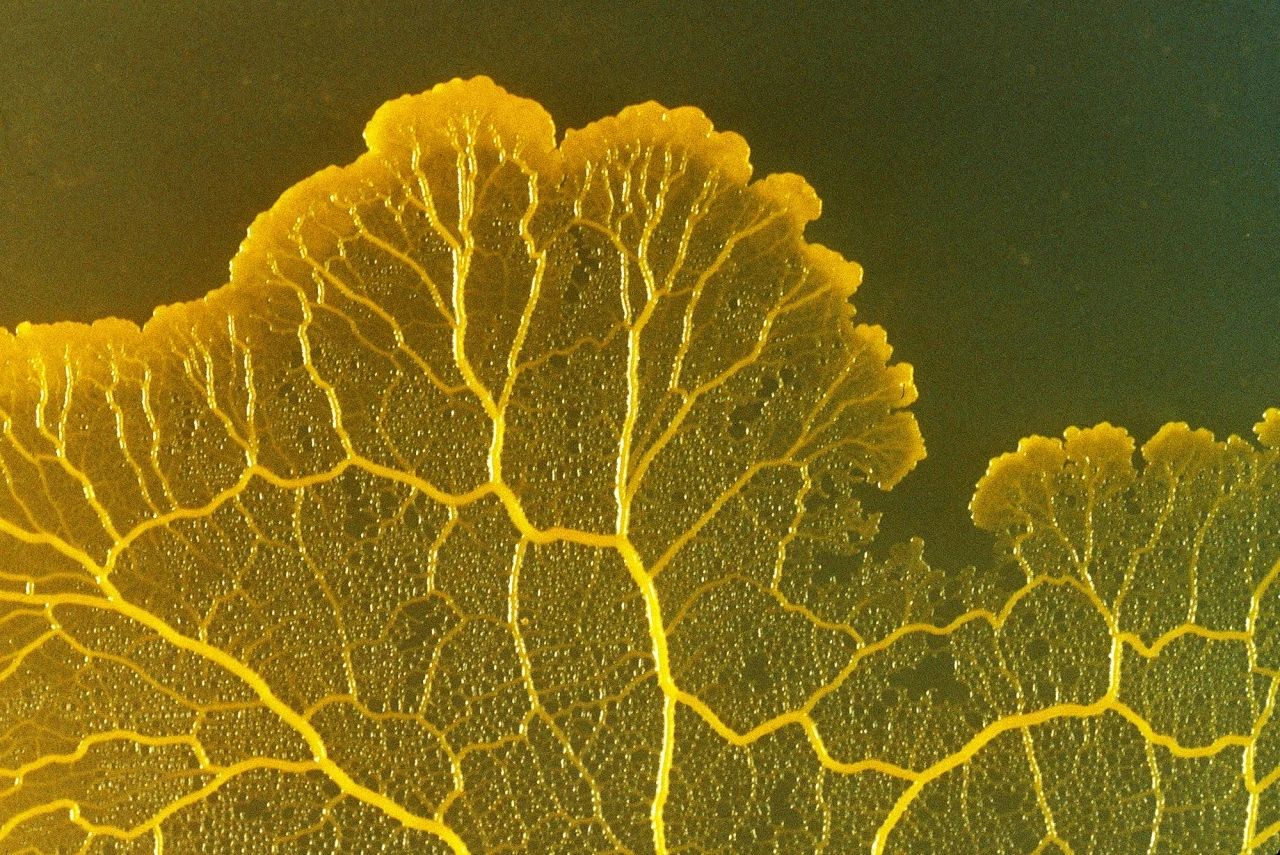 Plasmodial Slime Mold Scientific Name