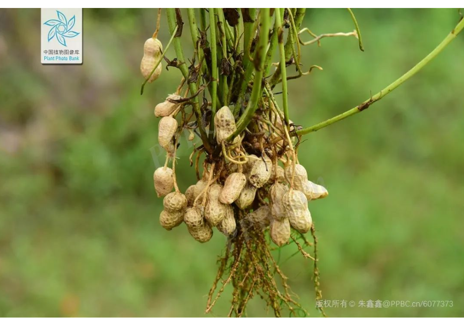 地上开花，地下结果，你猜到是什么植物了吗？