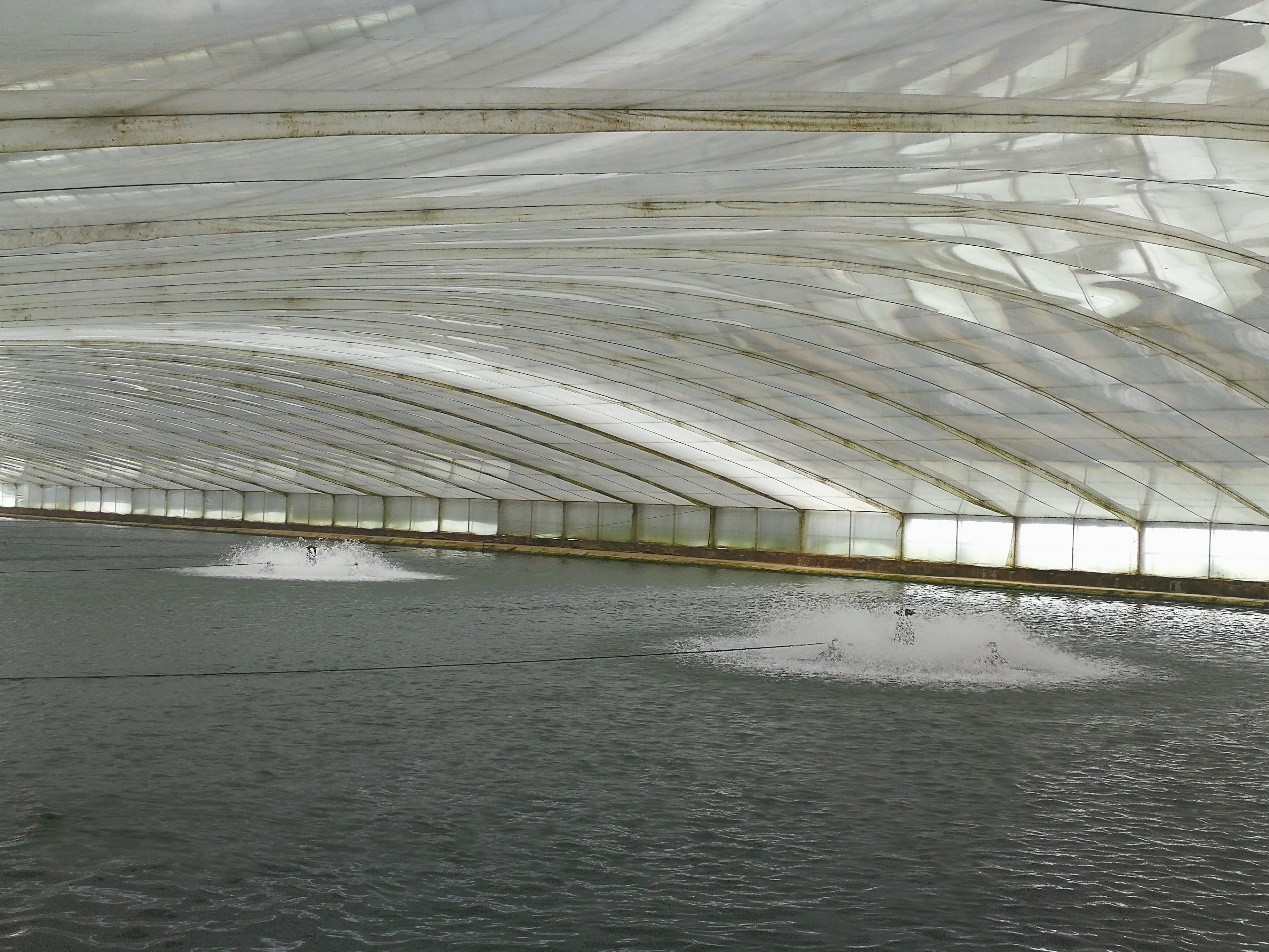 集约化池塘养殖和大棚(温室)池塘养殖在欧美国家并不发达,因此技术