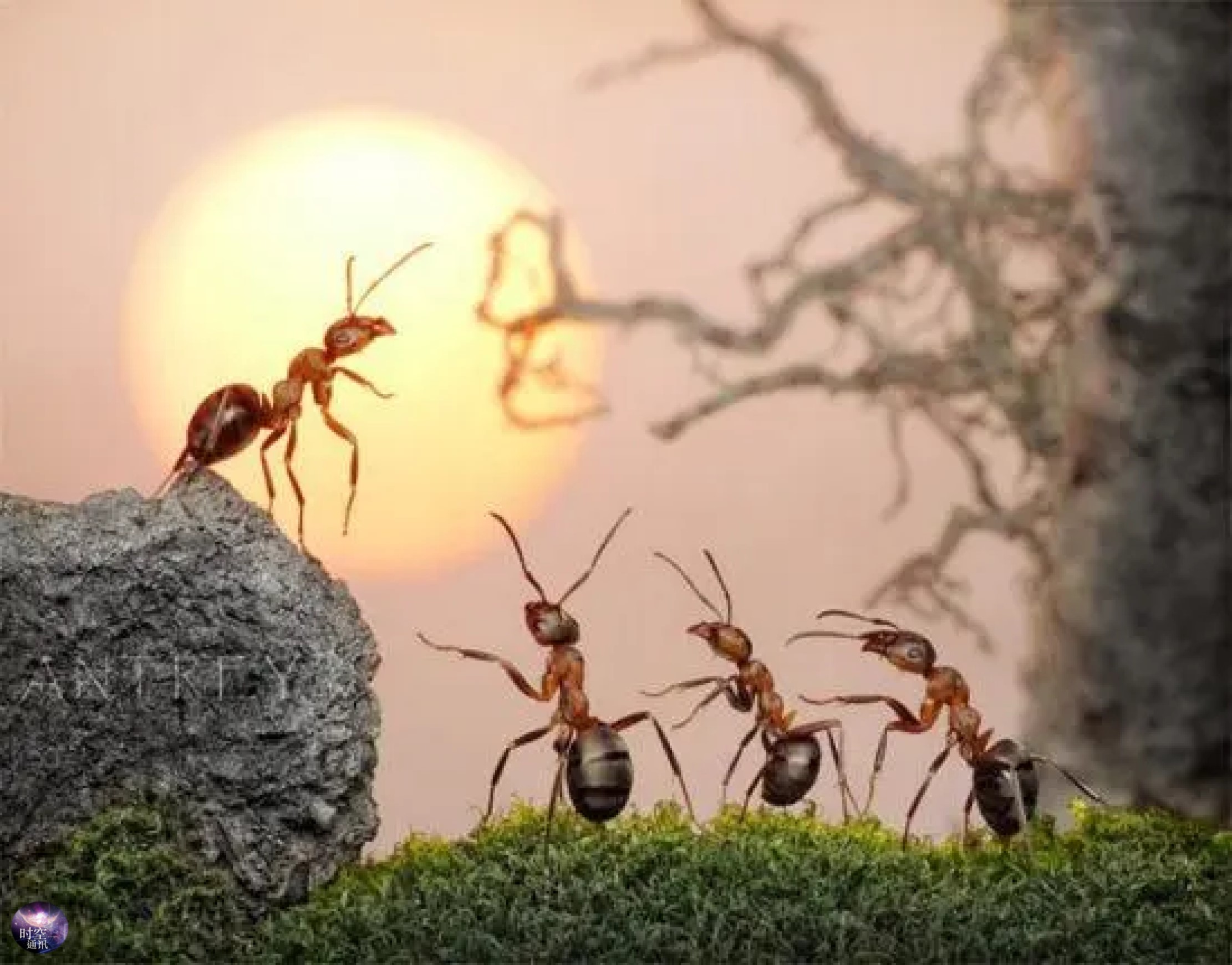 科学家计算出全球蚂蚁总量有2亿亿只之多，这意味着什么？ 