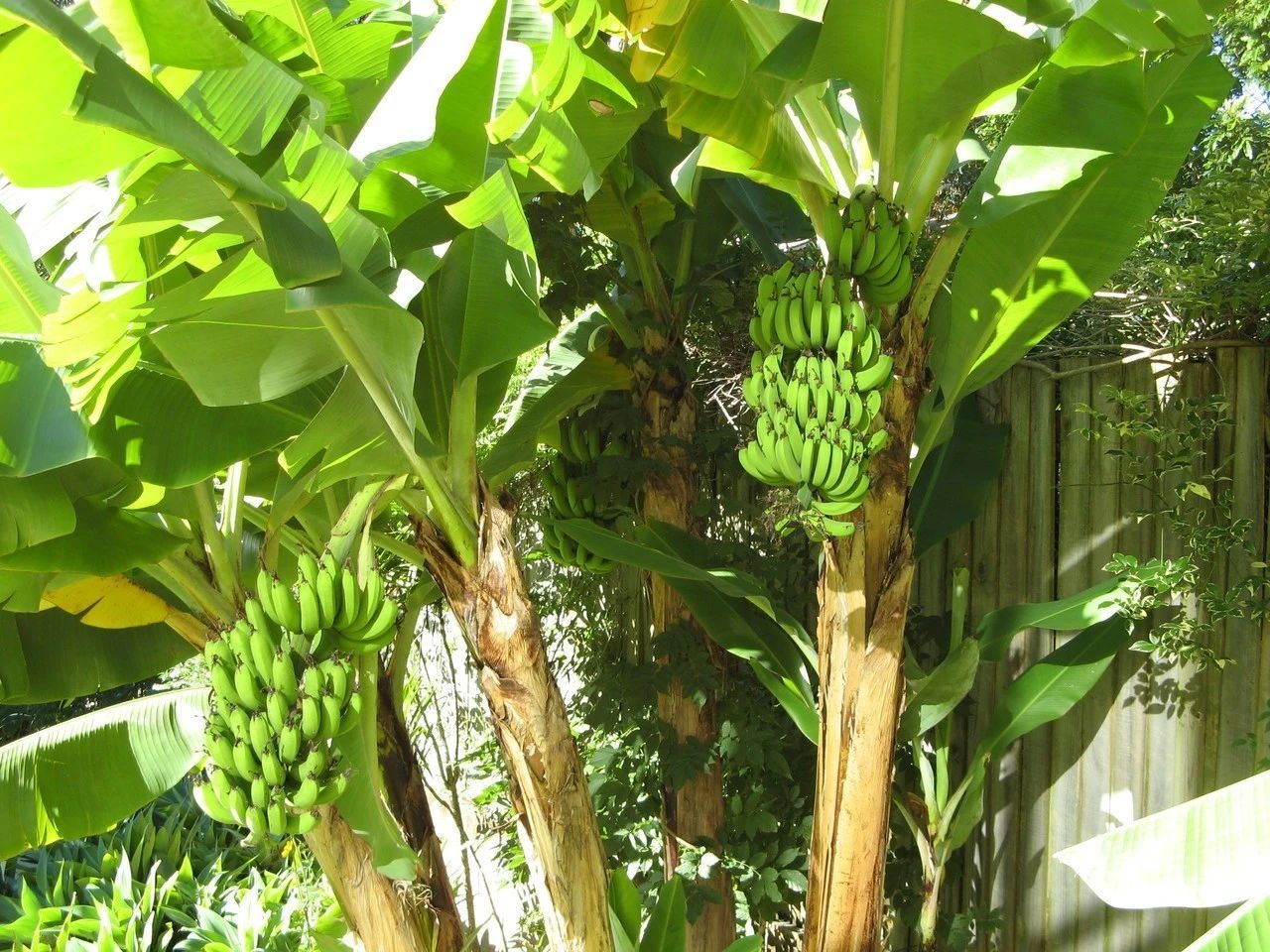 香蕉的种子是什么（香蕉里面的黑籽是种子吗） – 碳资讯