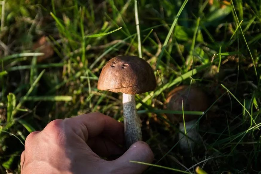 自然科普：蘑菇专家吃了“内卷”蘑菇，居然中毒而亡？
