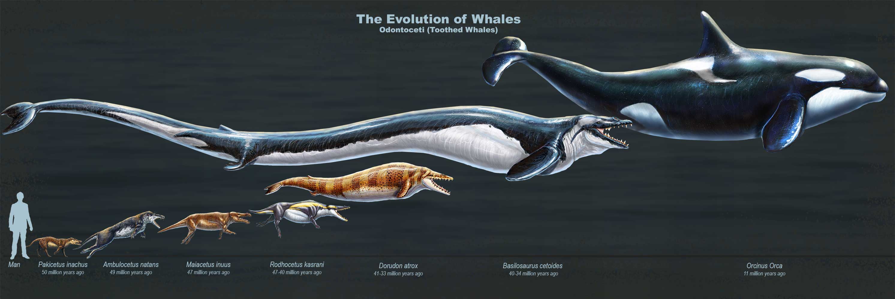 自然科普：敢信吗？鲸鱼不只要过腿，还与河马是“表亲”