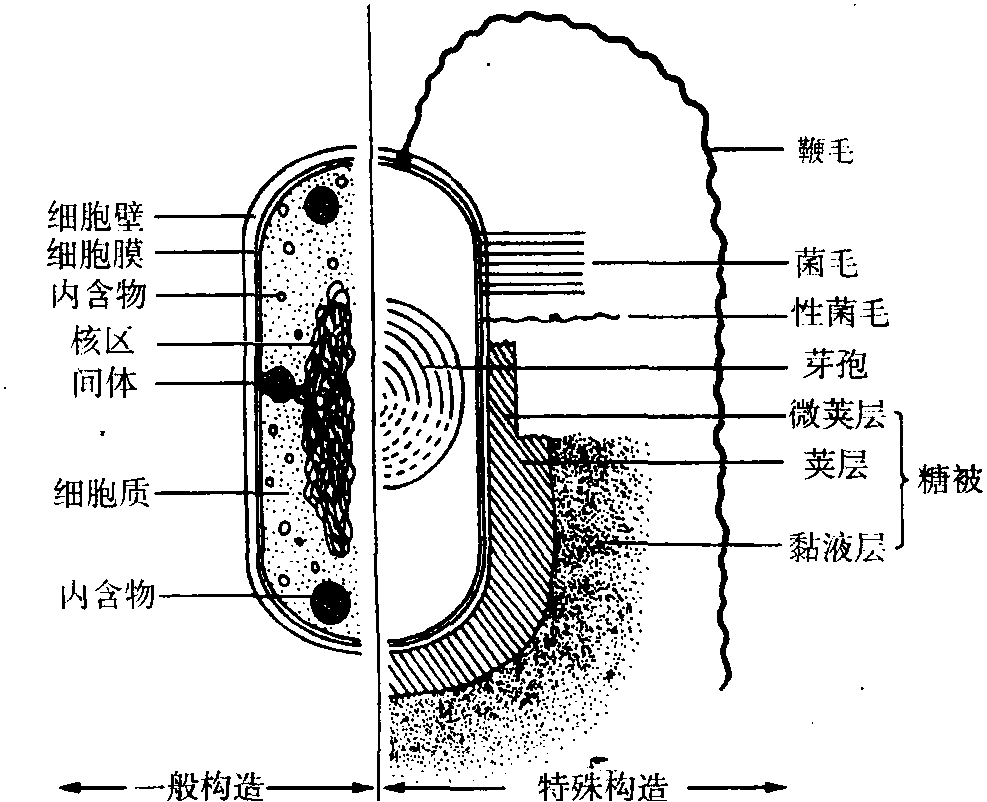 细菌的基本结构绘图图片