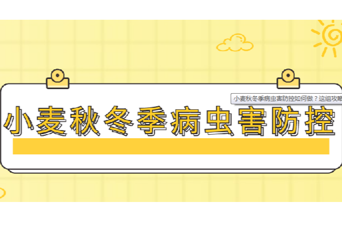 【智惠农民】小麦秋冬季病虫害防控如何做？这组攻略权威又实用