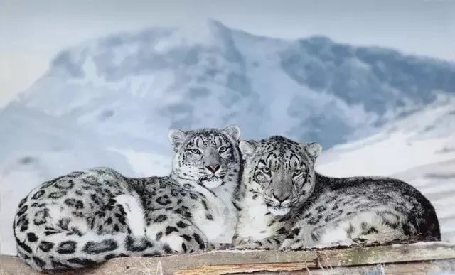 自然科普：生动在雪山的大年夜猫猫——雪豹