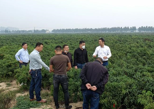 科普活动 | 麻类专委会举办全生物降解地膜应用现场观摩会