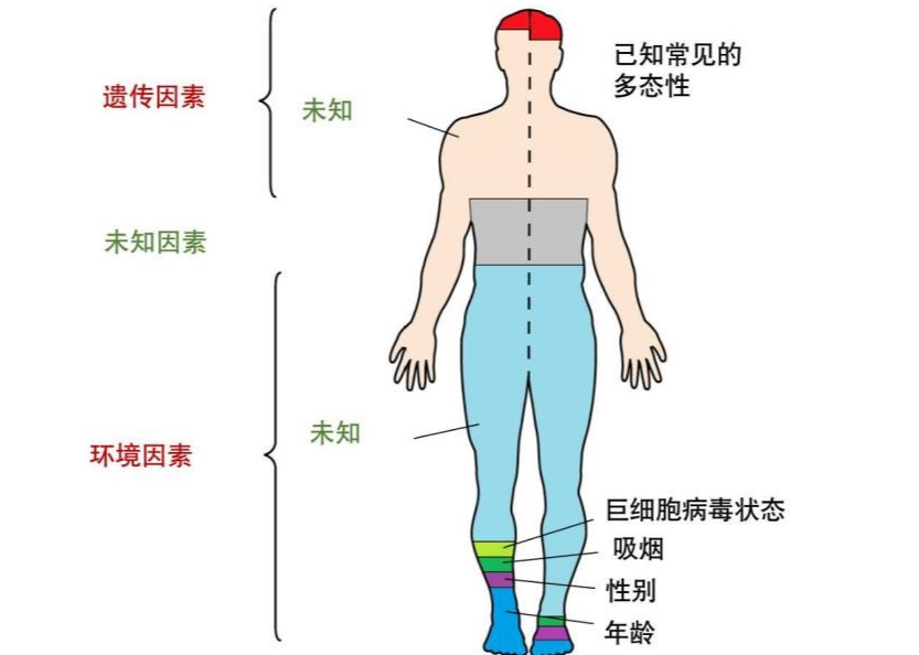 我们的免疫系统为什么差别这么大？