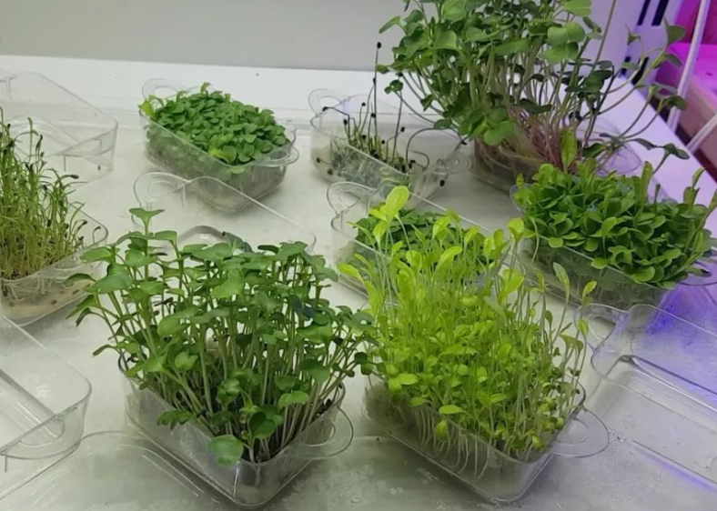 首届宁夏中学生科普科幻作文大赛获奖作品展示：未来之植物培育师思梦