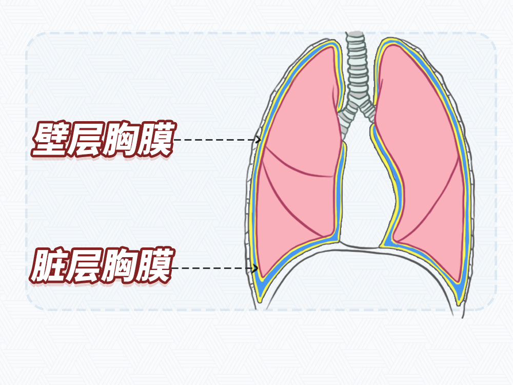 胸膜腔示意图图片