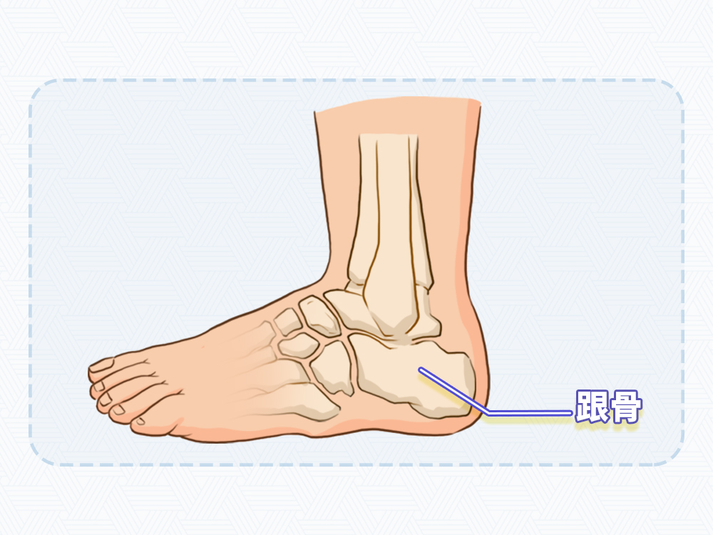 脚总共有28块骨头,跟骨是足部最大的一个籽骨,位于人体的最底下,跟