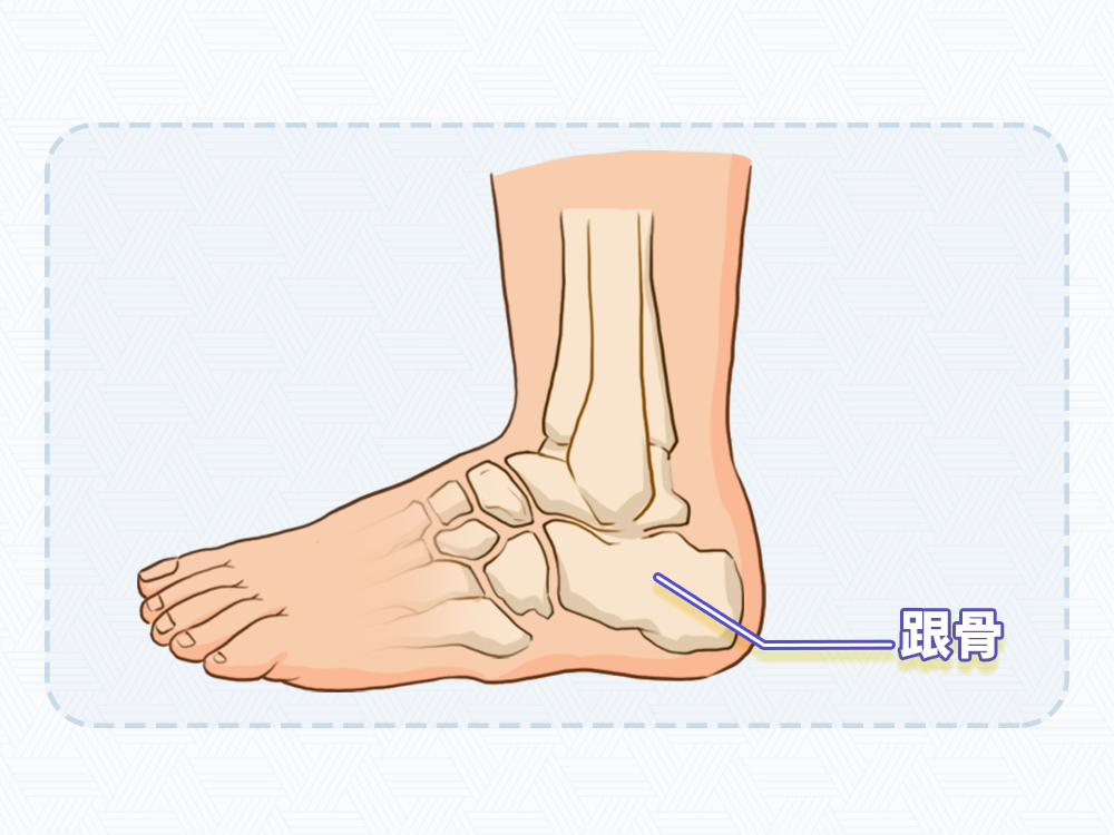 右跟骨前缘的位置图图片