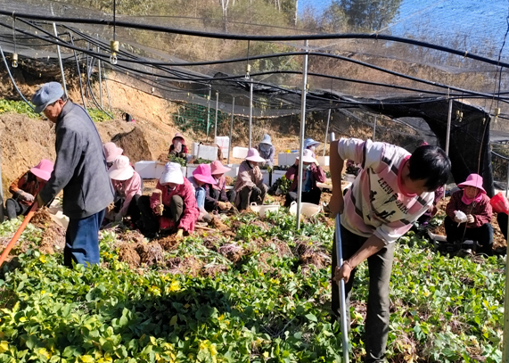 转型升级闯新路    依靠科技培产业——大姚县中药材种植协会转型升级推动中药材产业发展