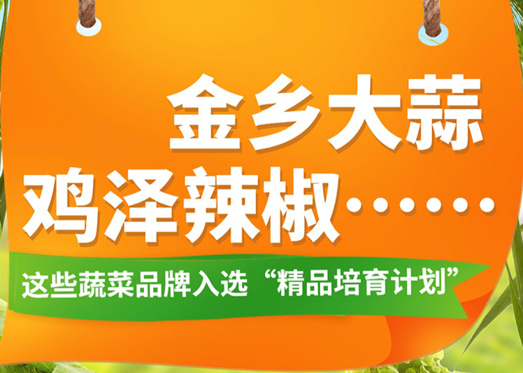 【一图读懂】金乡大蒜、鸡泽辣椒……这些蔬菜品牌入选“精品培育计划”