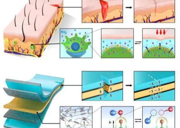 新型离子皮肤可实现自修复，未来或用于可穿戴医疗人机接口