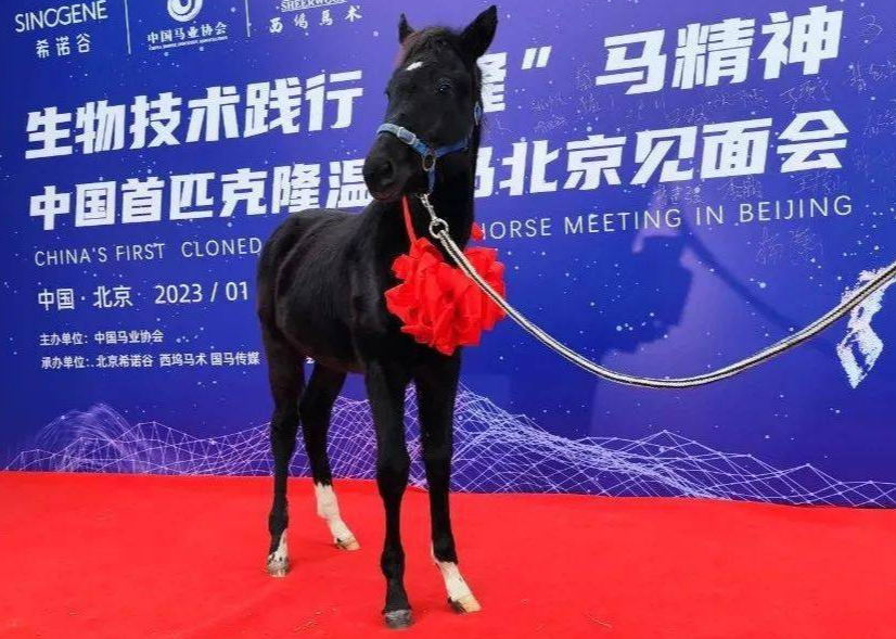 生物技术助力马业发展 中国首匹登记克隆温血马亮相