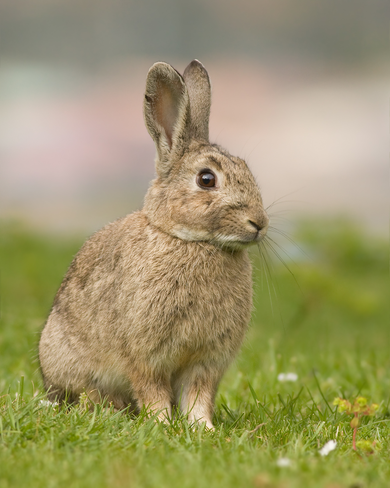 兔年说兔——兔形目的多样性和演化史 | 山水自然保护中心