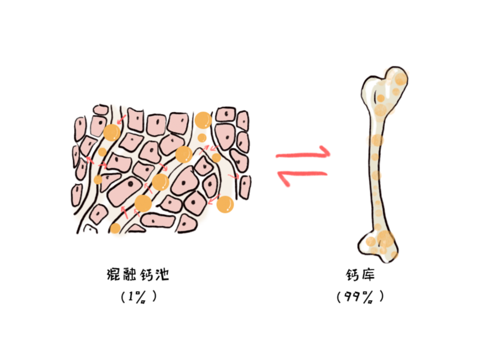 30岁之前把钙存够