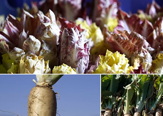 药食两用菜——软化菊苣_视频_科普之家