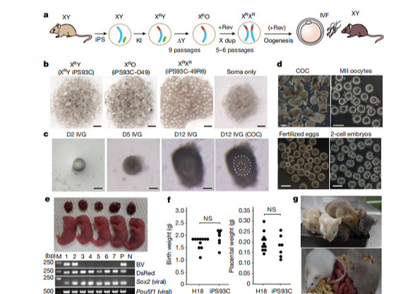 里程碑！雄性小鼠产生功能性卵细胞