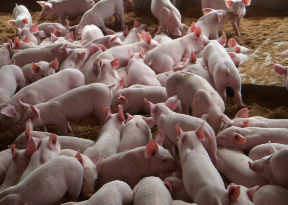 【智惠农民】 猪猪如何吃的营养又精准？数字化来助力