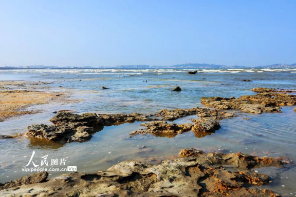 深沪湾海底古森林遗迹自然保护区图片