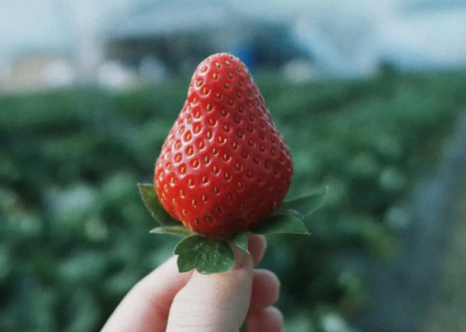 【智惠农民】带你走进草莓“王国”————采收运输篇