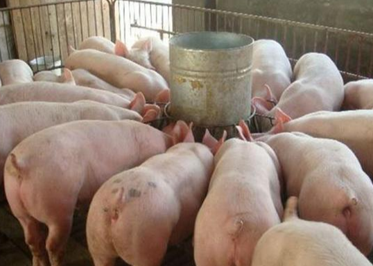 【智惠农民】什么是综合法？它怎么知道小猪想吃什么？