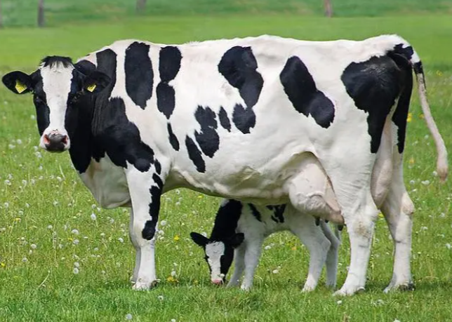 【智惠农民】农民朋友来学习啦！教你更加准确的奶牛妊娠判断方法