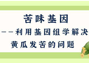 【智惠农民】黄瓜的苦味如何去除？基因组学来帮忙