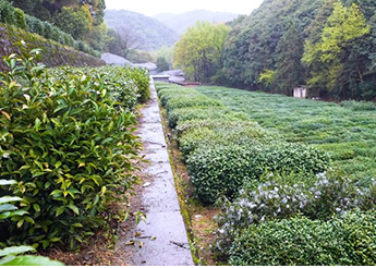 【智惠农民】一线调研·下田故事｜探访国家茶树种质资源圃：如何从种子银行“提现”？