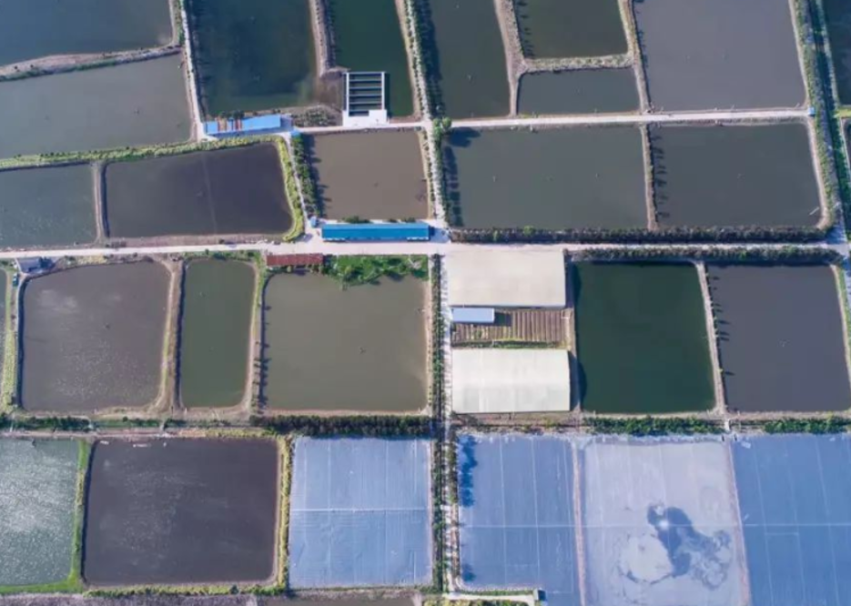【智惠农民】守护水产养殖业“芯片” 写好“蓝色种业”大文章
