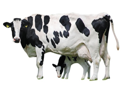 【智惠农民】牛犊培育，要这样做！