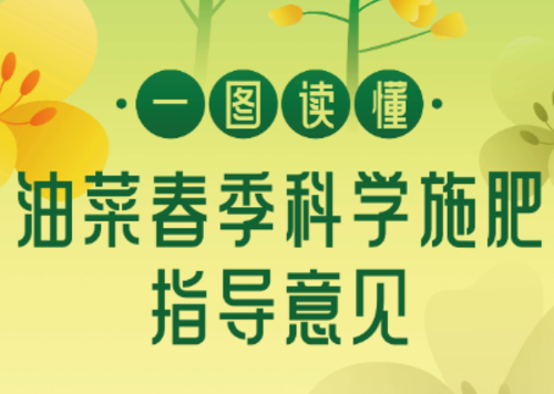 【智惠农民】一图读懂：油菜春季科学施肥指导意见