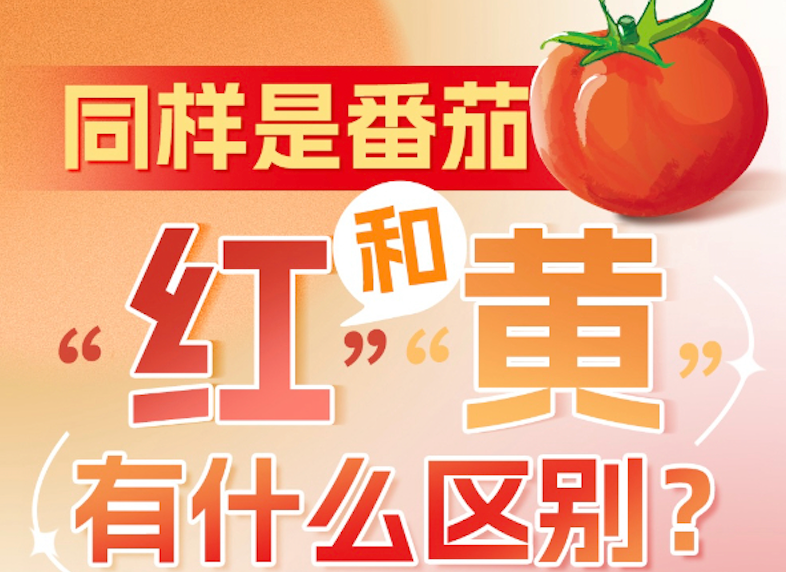 “食品技术”系列 | 同样是番茄，“红”和“黄”有什么区别？