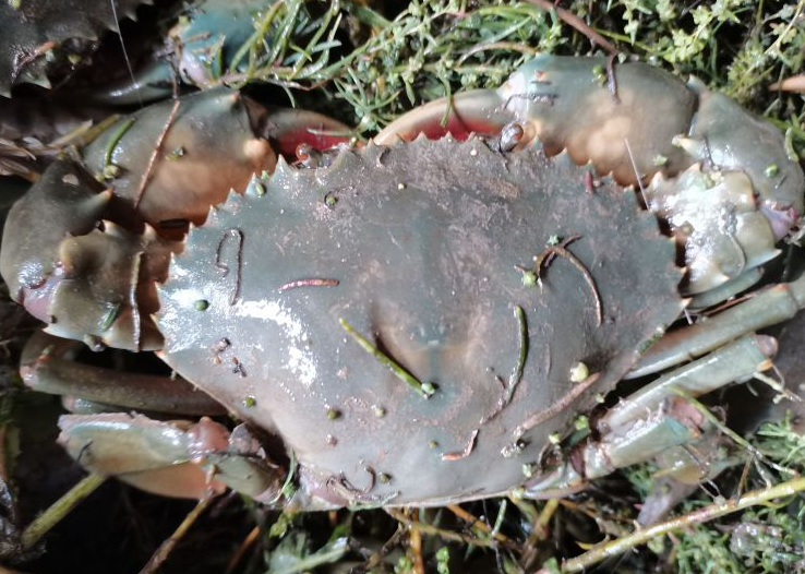 【智惠农民】擅长“挖洞”的小螃蟹——拟穴青蟹