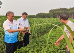 甘蔗专委会 | 专家赴广西推广甘蔗间套种种植模式助农增收