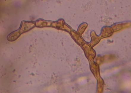 吃裙带菜科学指南