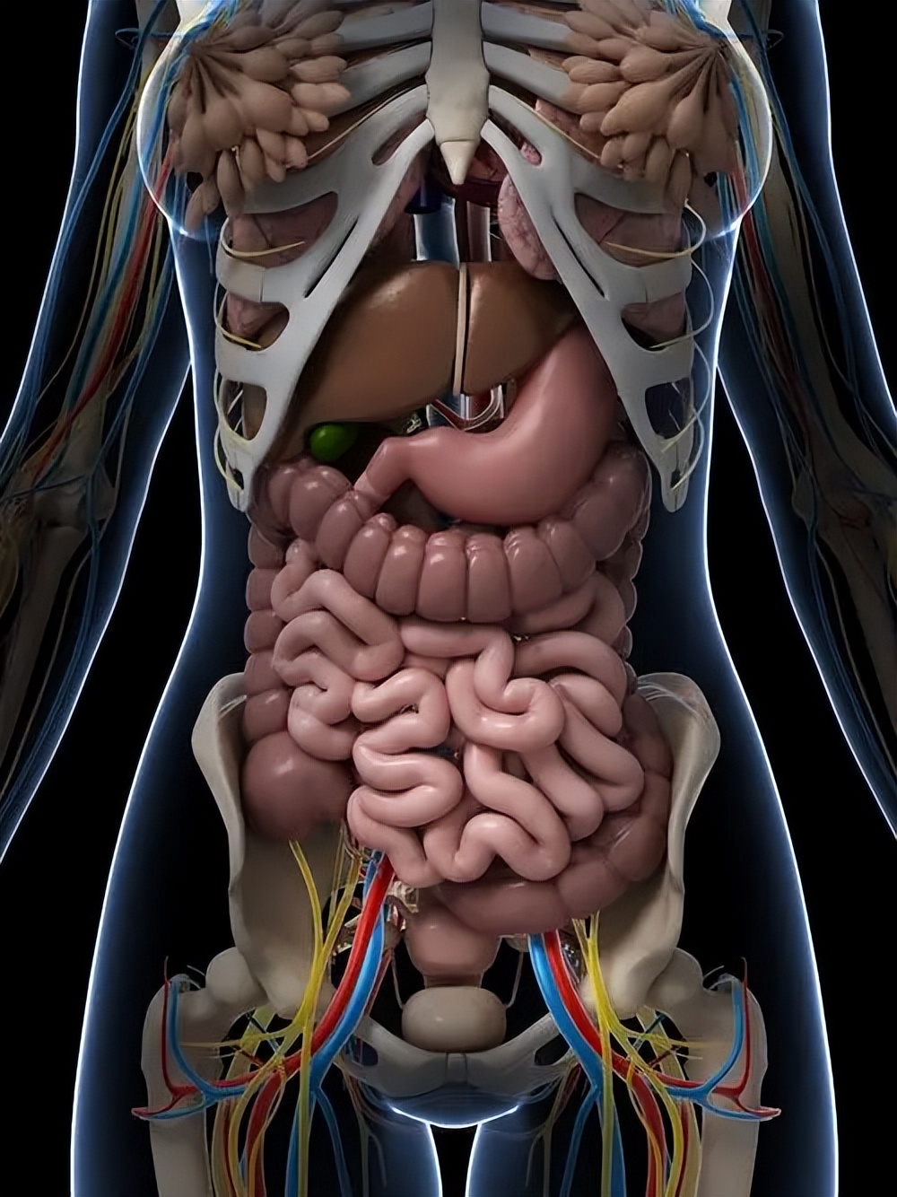 其次,在腹部存在大量的柔性结构,因此更容易出现扩张
