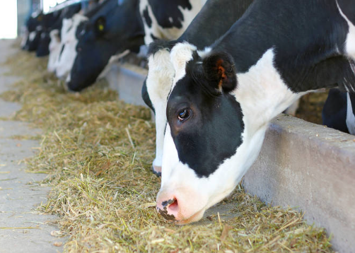 【智惠农民】给奶牛“去污”  霉菌毒素生物降解技术应用于奶牛生产