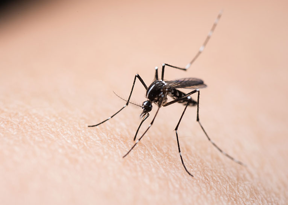 日本研发物理驱蚊，一喷能让蚊子数秒内飞不起来，新技术是怎么实现的？