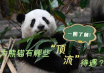 科普图解丨一图了解大熊猫有哪些“顶流”待遇？